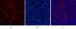 Catenin-β Monoclonal Antibody(4F2)